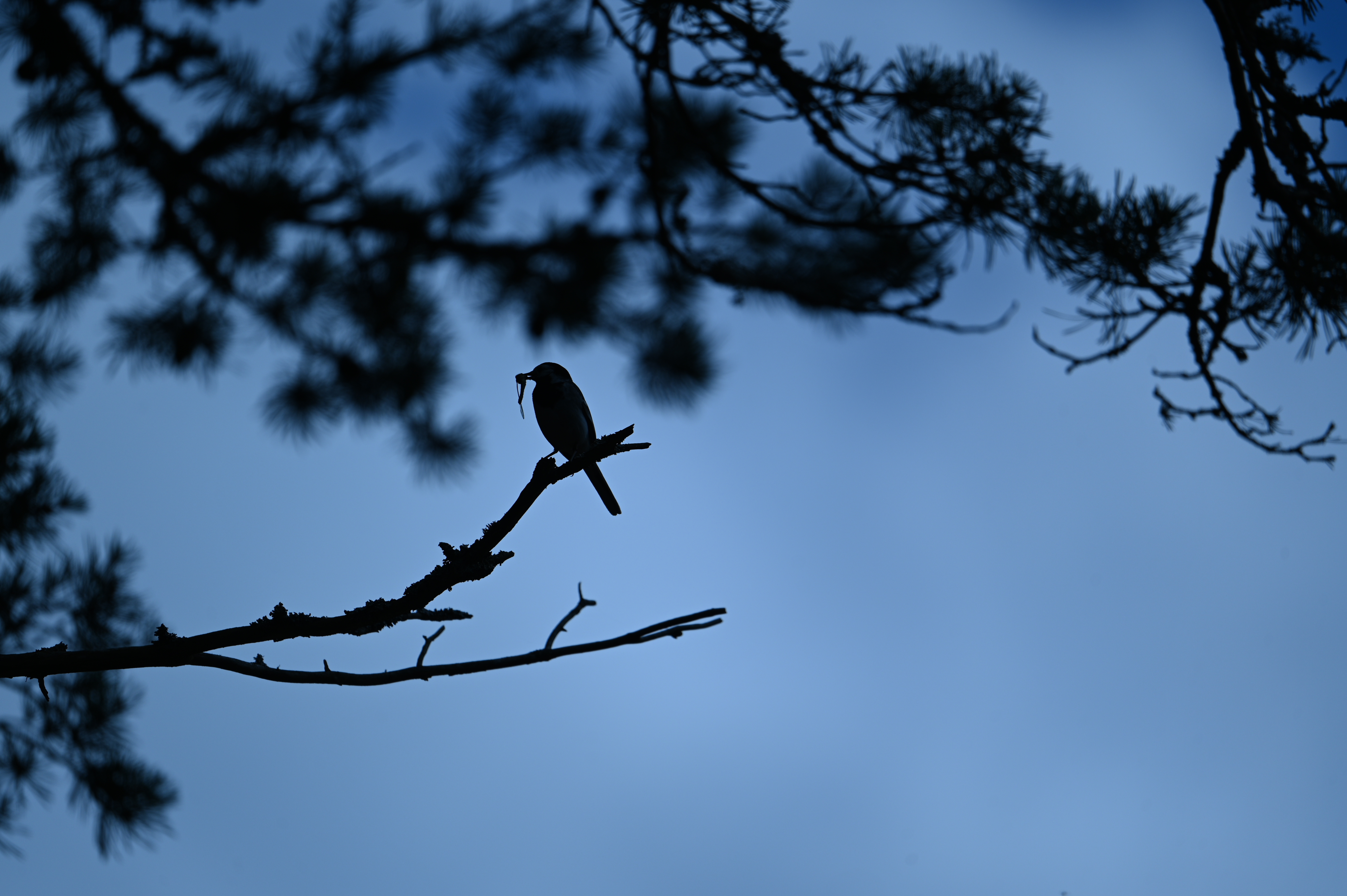 2025/07/09-14 - trip/DSC_0371.JPG